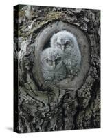 Two Owlets in Tree Knot-Nosnibor137-Stretched Canvas