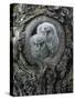 Two Owlets in Tree Knot-Nosnibor137-Stretched Canvas