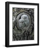 Two Owlets in Tree Knot-Nosnibor137-Framed Photographic Print