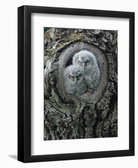 Two Owlets in Tree Knot-Nosnibor137-Framed Photographic Print