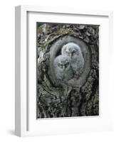 Two Owlets in Tree Knot-Nosnibor137-Framed Photographic Print