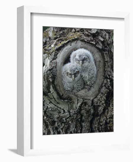 Two Owlets in Tree Knot-Nosnibor137-Framed Photographic Print