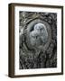 Two Owlets in Tree Knot-Nosnibor137-Framed Photographic Print