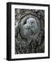 Two Owlets in Tree Knot-Nosnibor137-Framed Photographic Print