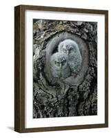 Two Owlets in Tree Knot-moodboard-Framed Photographic Print