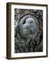 Two Owlets in Tree Knot-moodboard-Framed Photographic Print