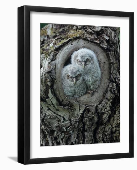 Two Owlets in Tree Knot-moodboard-Framed Photographic Print