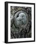 Two Owlets in Tree Knot-moodboard-Framed Photographic Print