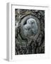 Two Owlets in Tree Knot-moodboard-Framed Photographic Print