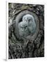 Two Owlets in Tree Knot-moodboard-Framed Photographic Print