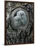 Two Owlets in Tree Knot-moodboard-Framed Photographic Print