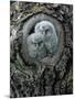 Two Owlets in Tree Knot-moodboard-Mounted Photographic Print