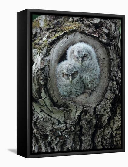 Two Owlets in Tree Knot-moodboard-Framed Stretched Canvas