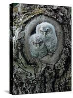 Two Owlets in Tree Knot-moodboard-Stretched Canvas