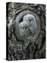 Two Owlets in Tree Knot-moodboard-Stretched Canvas