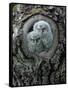 Two Owlets in Tree Knot-moodboard-Framed Stretched Canvas