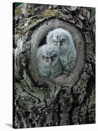 Two Owlets in Tree Knot-moodboard-Stretched Canvas