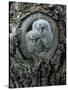 Two Owlets in Tree Knot-moodboard-Stretched Canvas