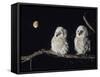 Two Owlets Perching on Tree Branch-null-Framed Stretched Canvas