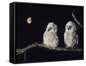 Two Owlets Perching on Tree Branch-null-Framed Stretched Canvas