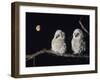 Two Owlets Perching on Tree Branch-null-Framed Photo