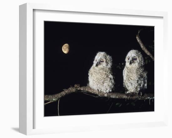 Two Owlets Perching on Tree Branch-null-Framed Photo