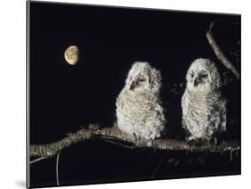 Two Owlets Perching on Tree Branch-null-Mounted Photo
