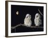 Two Owlets Perching on Tree Branch-null-Framed Photo