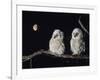 Two Owlets Perching on Tree Branch-null-Framed Photo