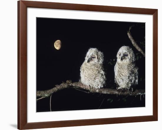 Two Owlets Perching on Tree Branch-null-Framed Photo