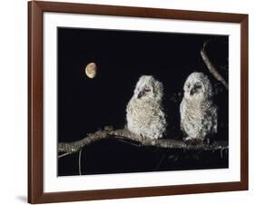 Two Owlets Perching on Tree Branch-null-Framed Photo