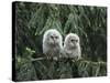 Two Owlets Perching on Tree Branch-Nosnibor137-Stretched Canvas