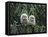 Two Owlets Perching on Tree Branch-Nosnibor137-Framed Stretched Canvas