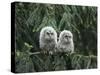 Two Owlets Perching on Tree Branch-Nosnibor137-Stretched Canvas