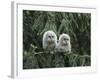 Two Owlets Perching on Tree Branch-Nosnibor137-Framed Photographic Print