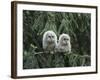Two Owlets Perching on Tree Branch-Nosnibor137-Framed Photographic Print