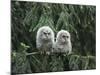 Two Owlets Perching on Tree Branch-Nosnibor137-Mounted Photographic Print