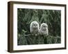 Two Owlets Perching on Tree Branch-Nosnibor137-Framed Photographic Print