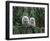 Two Owlets Perching on Tree Branch-Nosnibor137-Framed Photographic Print