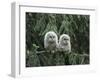 Two Owlets Perching on Tree Branch-Nosnibor137-Framed Photographic Print