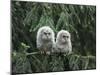 Two Owlets Perching on Tree Branch-Nosnibor137-Mounted Photographic Print