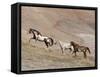 Two Paint Horses and a Grey Quarter Horse Running Up Hill, Flitner Ranch, Shell, Wyoming, USA-Carol Walker-Framed Stretched Canvas