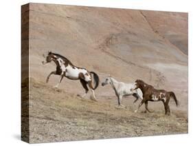 Two Paint Horses and a Grey Quarter Horse Running Up Hill, Flitner Ranch, Shell, Wyoming, USA-Carol Walker-Stretched Canvas