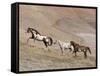 Two Paint Horses and a Grey Quarter Horse Running Up Hill, Flitner Ranch, Shell, Wyoming, USA-Carol Walker-Framed Stretched Canvas