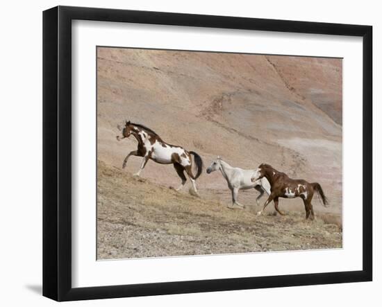 Two Paint Horses and a Grey Quarter Horse Running Up Hill, Flitner Ranch, Shell, Wyoming, USA-Carol Walker-Framed Premium Photographic Print