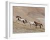 Two Paint Horses and a Grey Quarter Horse Running Up Hill, Flitner Ranch, Shell, Wyoming, USA-Carol Walker-Framed Premium Photographic Print