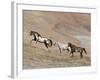 Two Paint Horses and a Grey Quarter Horse Running Up Hill, Flitner Ranch, Shell, Wyoming, USA-Carol Walker-Framed Photographic Print