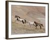 Two Paint Horses and a Grey Quarter Horse Running Up Hill, Flitner Ranch, Shell, Wyoming, USA-Carol Walker-Framed Photographic Print