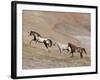 Two Paint Horses and a Grey Quarter Horse Running Up Hill, Flitner Ranch, Shell, Wyoming, USA-Carol Walker-Framed Photographic Print