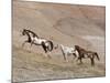 Two Paint Horses and a Grey Quarter Horse Running Up Hill, Flitner Ranch, Shell, Wyoming, USA-Carol Walker-Mounted Photographic Print